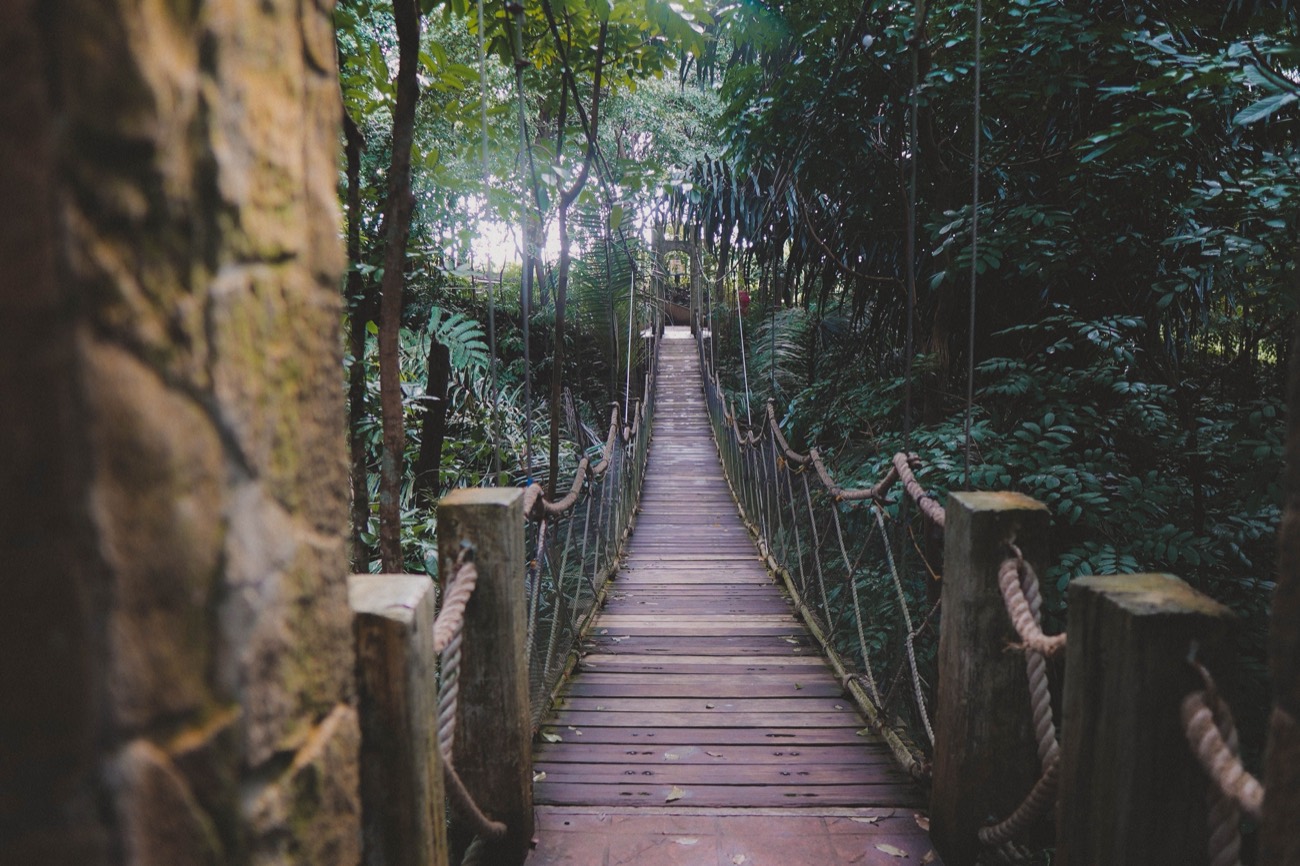 Canopy walk в Ньюнгве