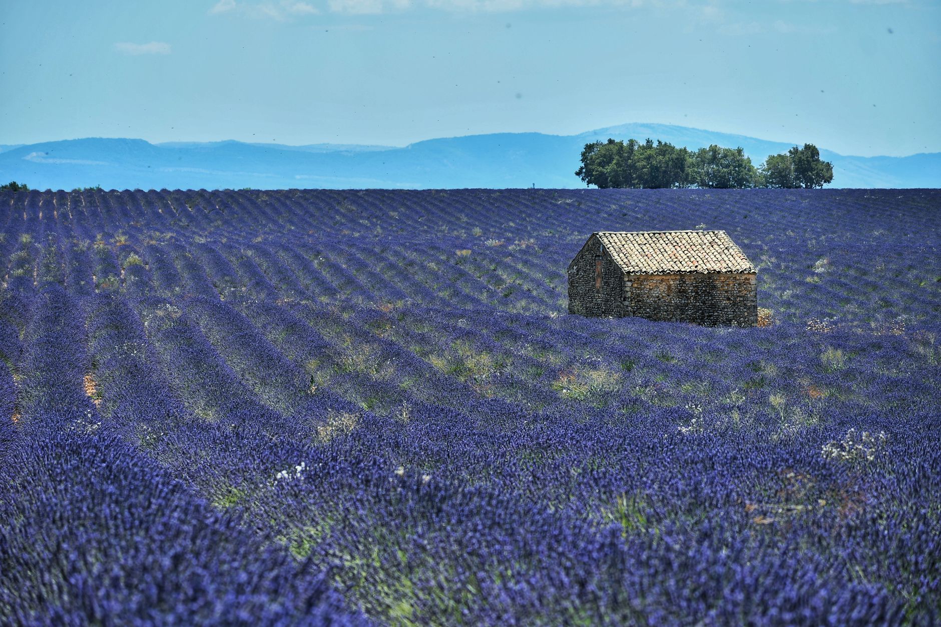 lavender field provence valensole