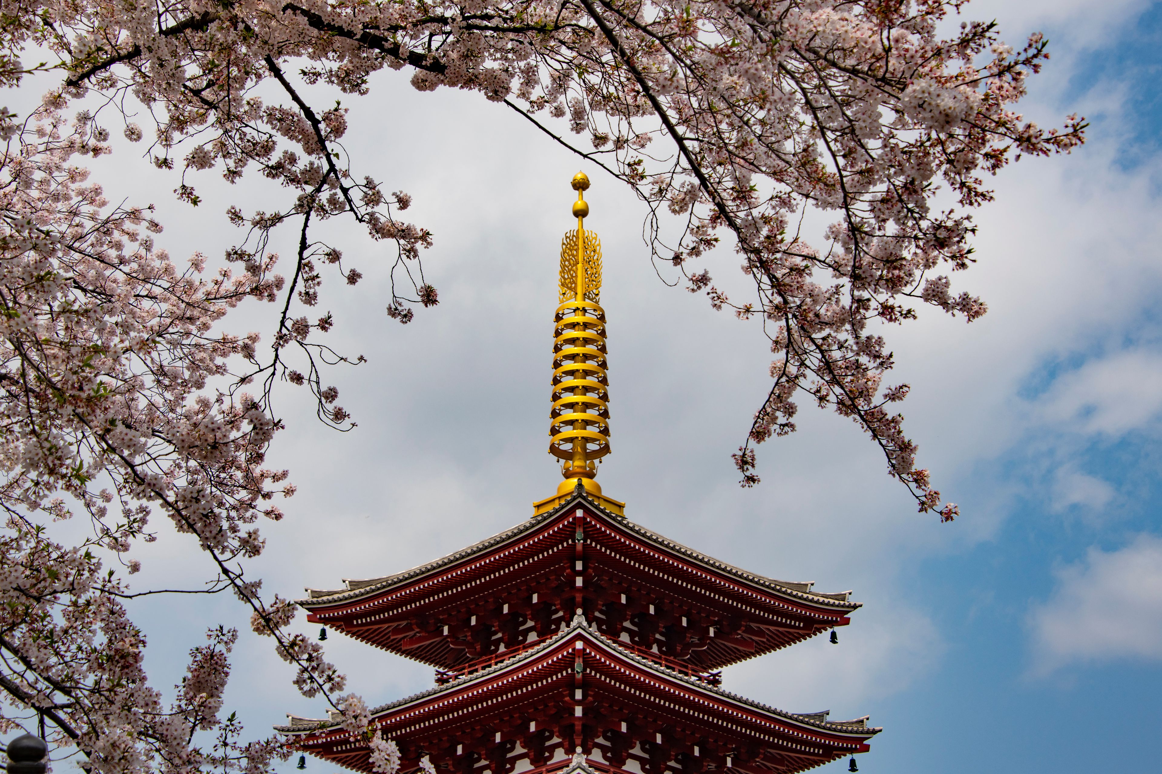tokyo · sakura · ueno park