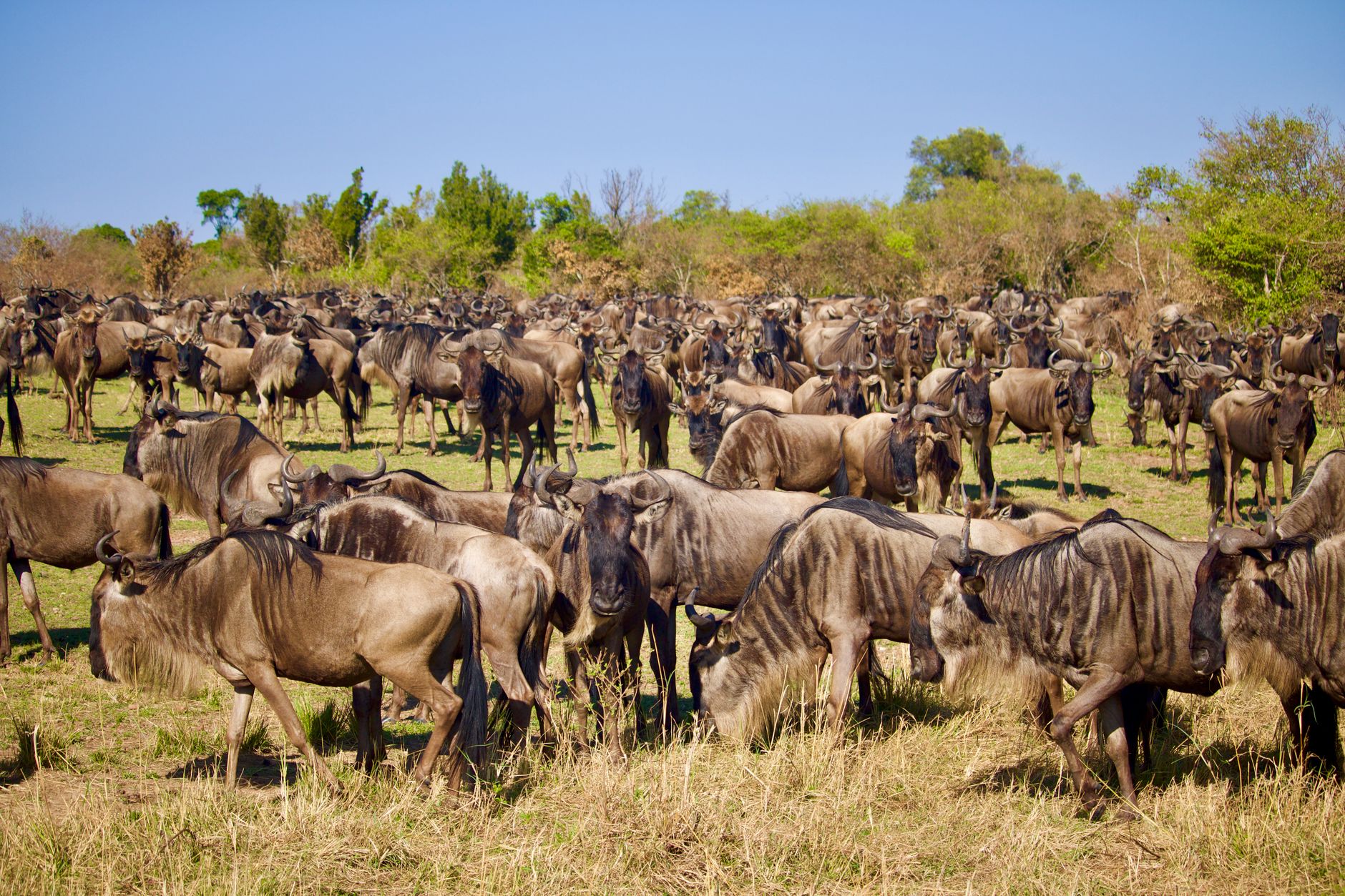 serengeti wildebeest migration herd