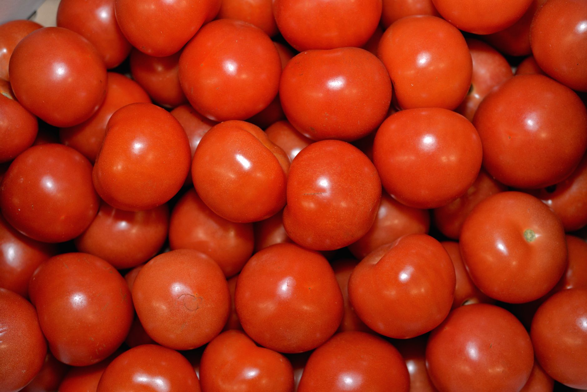 ripe red tomatoes pile spain