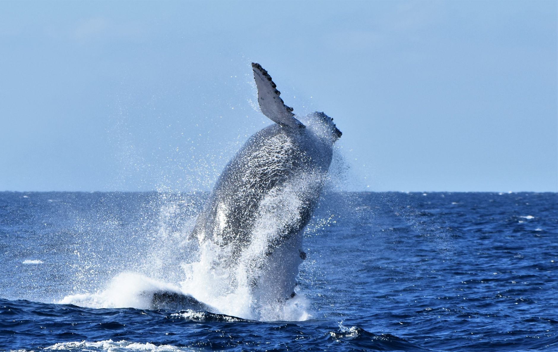 humpback whale breaching iceland fjord